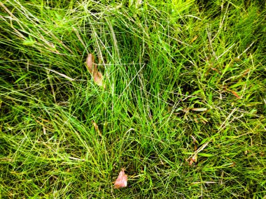 Kopya alanı ile çalışmak için yeşil çimen dokusu arkaplanı