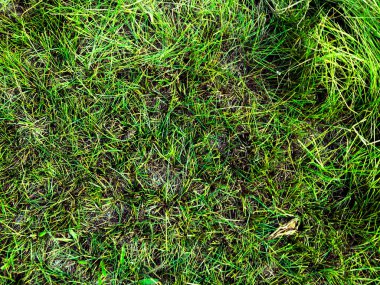 Kopya alanı ile çalışmak için yeşil çimen dokusu arkaplanı