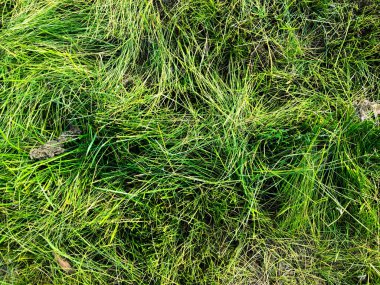 Kopya alanı ile çalışmak için yeşil çimen dokusu arkaplanı