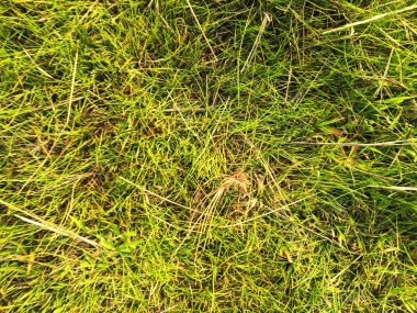 Yeşil çimen dokusu. Üst Manzara. Tasarım için duvar kağıdı