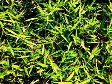 Yeşil çimen dokusu. Üst Manzara. Tasarım için duvar kağıdı