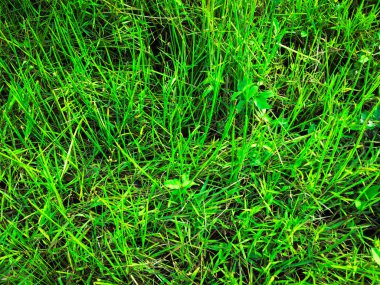 Yeşil çimen dokusu. Üst Manzara. Tasarım için duvar kağıdı