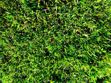 Yeşil çimen dokusu. Üst Manzara. Tasarım için duvar kağıdı