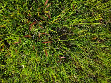 Yeşil çimen dokusu. Üst Manzara. Tasarım için duvar kağıdı