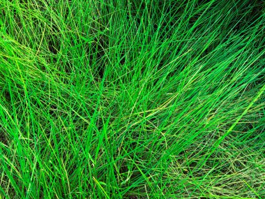Yeşil çimen dokusu. Üst Manzara. Tasarım için duvar kağıdı
