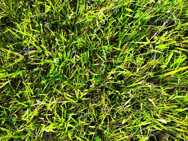 Green Lawn Texture Background Design Wallpaper Artwork — Stock Photo, Image