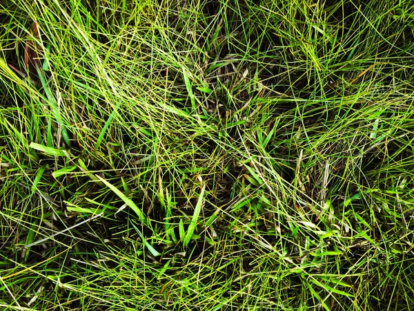 Green Lawn Texture Background Design Wallpaper Artwork — Stock Photo, Image