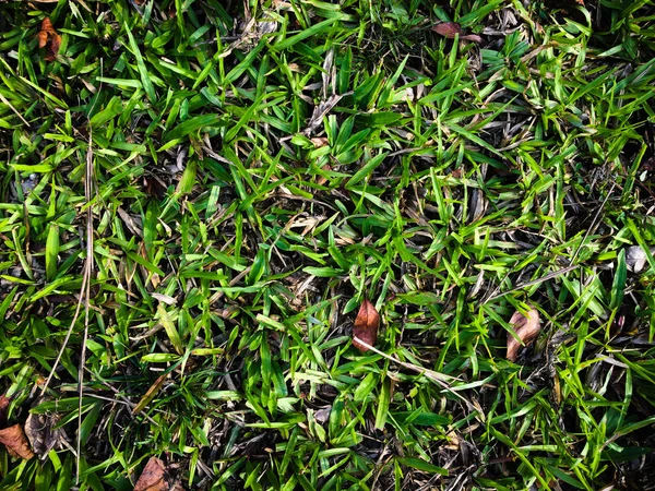Grüner Rasen Textur Hintergrund Für Design Tapete Für Kunstwerke — Stockfoto