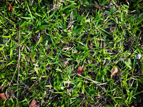 Green Lawn Texture Background Design Wallpaper Artwork — Stock Photo, Image