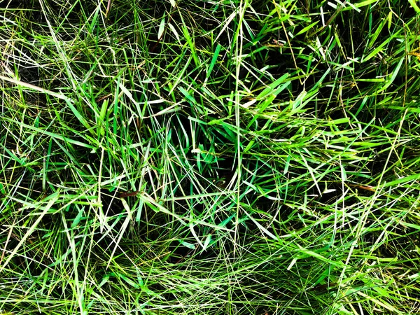 绿色草坪纹理背景设计 用于艺术品的墙纸 — 图库照片