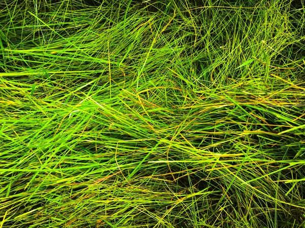 Green grass texture background for work with copy space