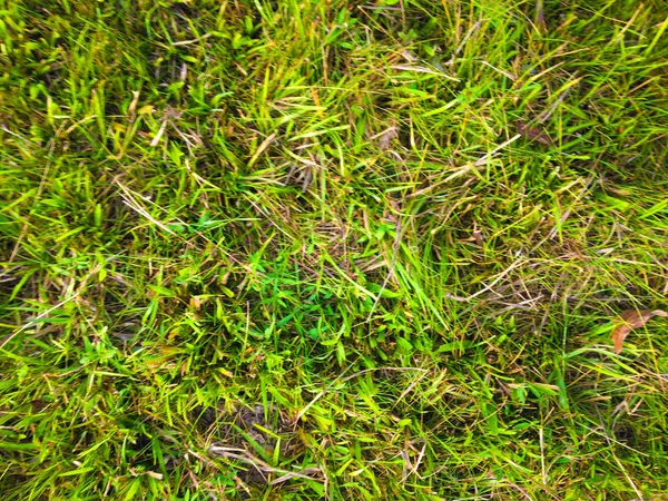 Green Grass Texture Background Work Copy Space — Stock Photo, Image