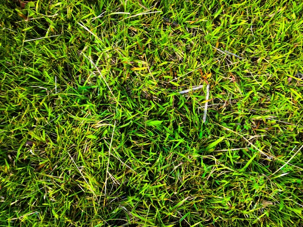 Grüner Gras Textur Hintergrund Für Die Arbeit Mit Kopierraum — Stockfoto