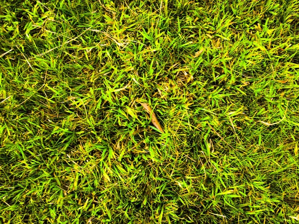 Green Grass Texture Background Work Copy Space — Stock Photo, Image