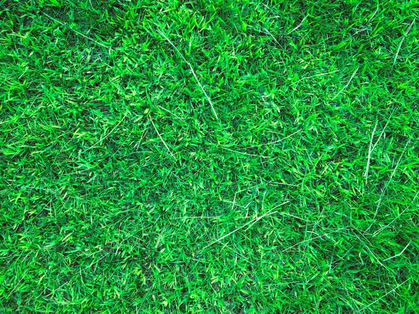 Green Grass Texture Background Work Copy Space — Stock Photo, Image