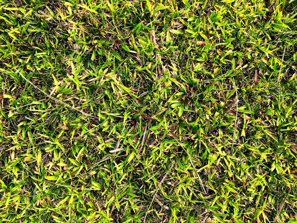 Grüner Gras Textur Hintergrund Für Die Arbeit Mit Kopierraum — Stockfoto