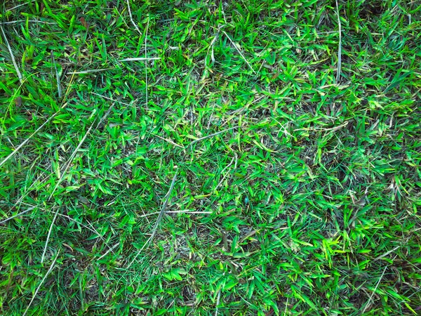 Fundo Textura Grama Verde Para Trabalho Com Espaço Cópia — Fotografia de Stock