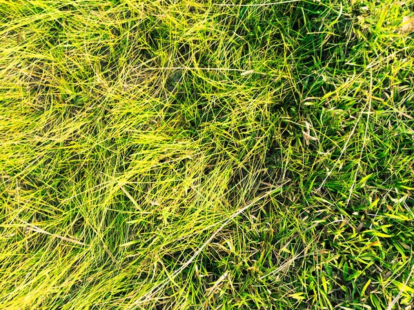 Green Grass Texture Background Work Copy Space — Stock Photo, Image