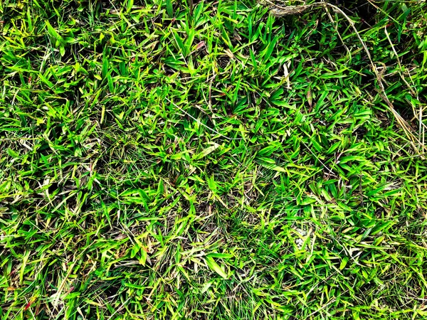Green Lawn Texture Background Top View Wallpaper Design — Stock Photo, Image