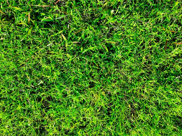 Green Lawn Texture Background Top View Wallpaper Design — Stock Photo, Image