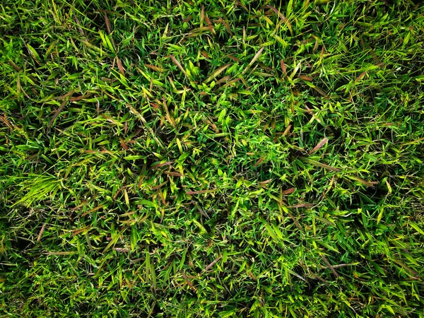Green Lawn Texture Background Top View Wallpaper Design — Stock Photo, Image