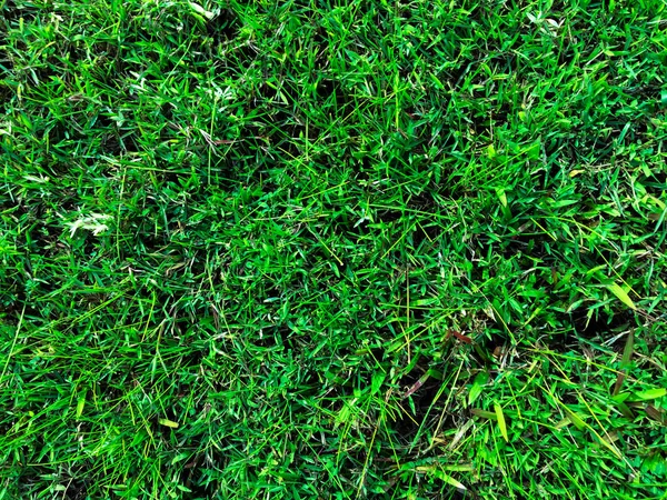 Grüner Rasen Textur Hintergrund Ansicht Von Oben Tapete Für Design — Stockfoto