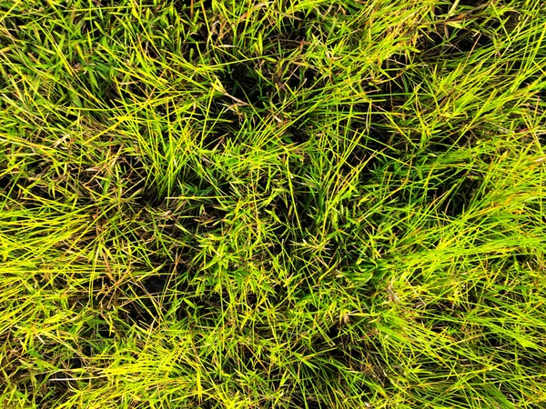 Green Lawn Texture Background Top View Wallpaper Design — Stock Photo, Image