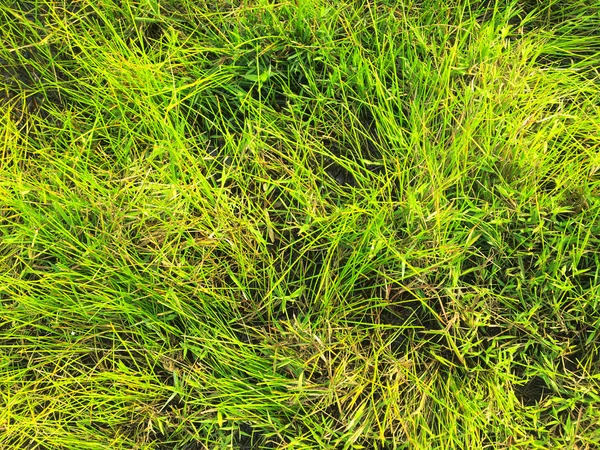 Zielone Tło Tekstury Trawnika Widok Góry Tapety Projektowania — Zdjęcie stockowe