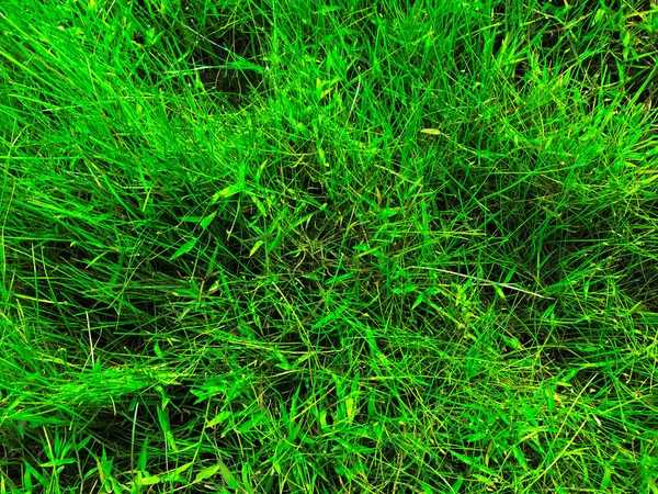 Green Lawn Texture Background Top View Wallpaper Design — Stock Photo, Image