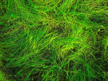 Yeşil çimen dokusu. Üst Manzara. Tasarım için duvar kağıdı