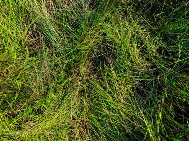 Yeşil çimen dokusu. Üst Manzara. Tasarım için duvar kağıdı