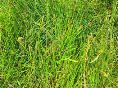 Yeşil çimen dokusu. Üst Manzara. Tasarım için duvar kağıdı