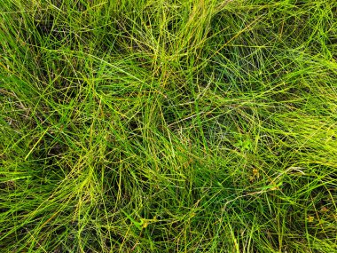 Yeşil çimen dokusu. Üst Manzara. Tasarım için duvar kağıdı