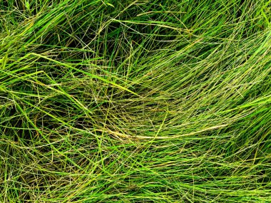 Yeşil çimen dokusu. Üst Manzara. Tasarım için duvar kağıdı