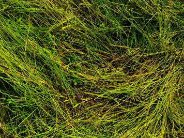 Yeşil çimen dokusu. Üst Manzara. Tasarım için duvar kağıdı