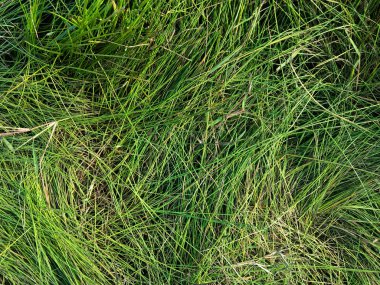Yeşil çimen dokusu. Üst Manzara. Tasarım için duvar kağıdı