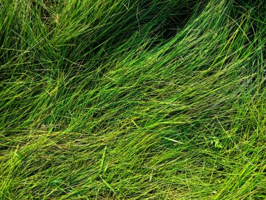 Yeşil çimen dokusu. Üst Manzara. Tasarım için duvar kağıdı
