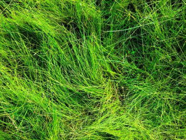 Yeşil çimen dokusu. Üst Manzara. Tasarım için duvar kağıdı