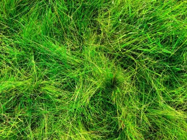 Yeşil çimen dokusu. Üst Manzara. Tasarım için duvar kağıdı