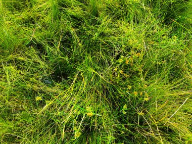 Yeşil çimen desenli duvar arkaplanı. Açık havada taze yeşillikler.