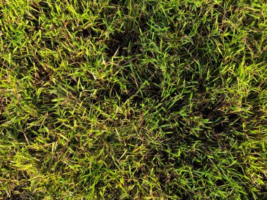 Yeşil çimen desenli duvar arkaplanı. Açık havada taze yeşillikler.