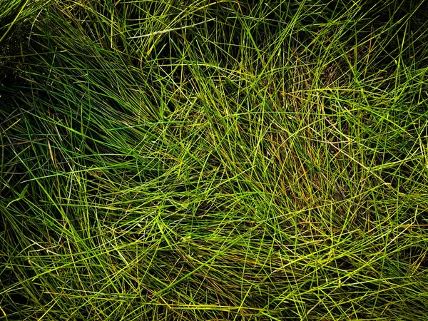 Зеленый Фон Газона Текстуры Вид Сверху Обои Дизайна — стоковое фото