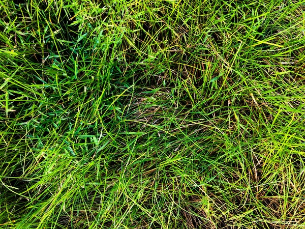 Green Lawn Texture Background Top View Wallpaper Design — Stock Photo, Image