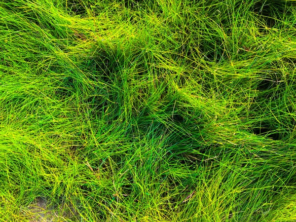 緑の芝生のテクスチャの背景 最上階だ デザインの壁紙 — ストック写真