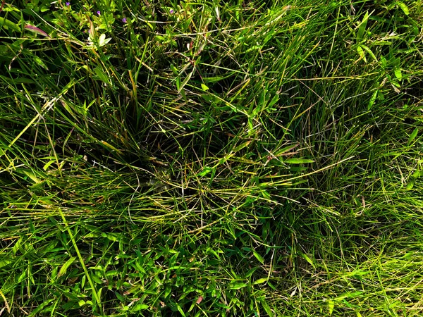 Green Grass Texture Wall Space Background Fresh Foliage Outdoor — Stock Photo, Image