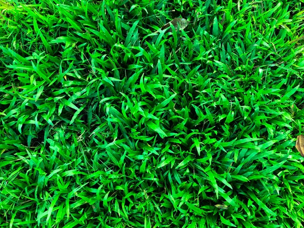 Zelená Tráva Textura Stěny Prostor Pozadí Čerstvé Listí Venkovním Prostředí — Stock fotografie