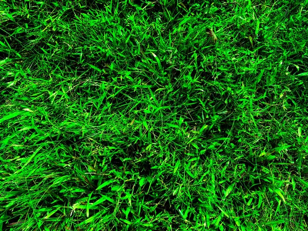 Green Grass Texture Wall Space Background Fresh Foliage Outdoor — Stock Photo, Image