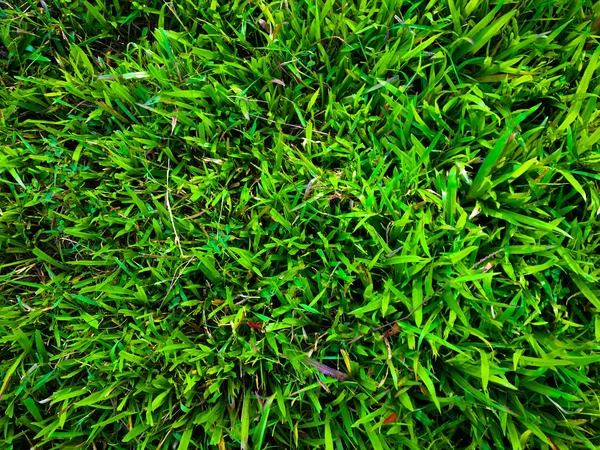 Green Grass Texture Wall Space Background Fresh Foliage Outdoor — Stock Photo, Image