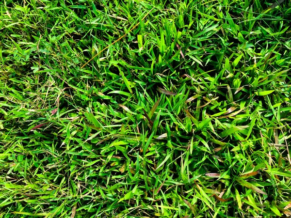 Grünes Gras Textur Wand Raum Hintergrund Frisches Laub Freien — Stockfoto