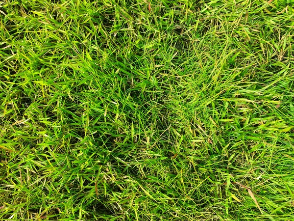 Green Grass Texture Wall Space Background Fresh Foliage Outdoor — Stock Photo, Image